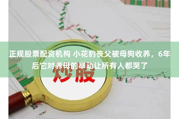 正规股票配资机构 小花豹丧父被母狗收养，6年后它对养母的举动让所有人都哭了